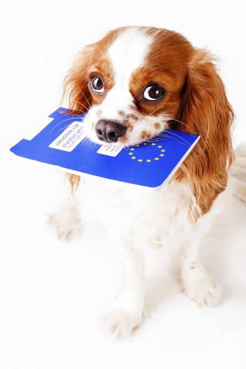 Customs Procedures for pets