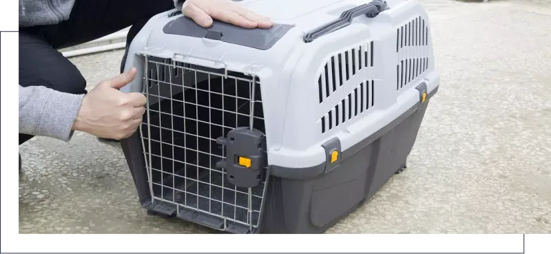 Plastic Travel Kennels Pets on the Move